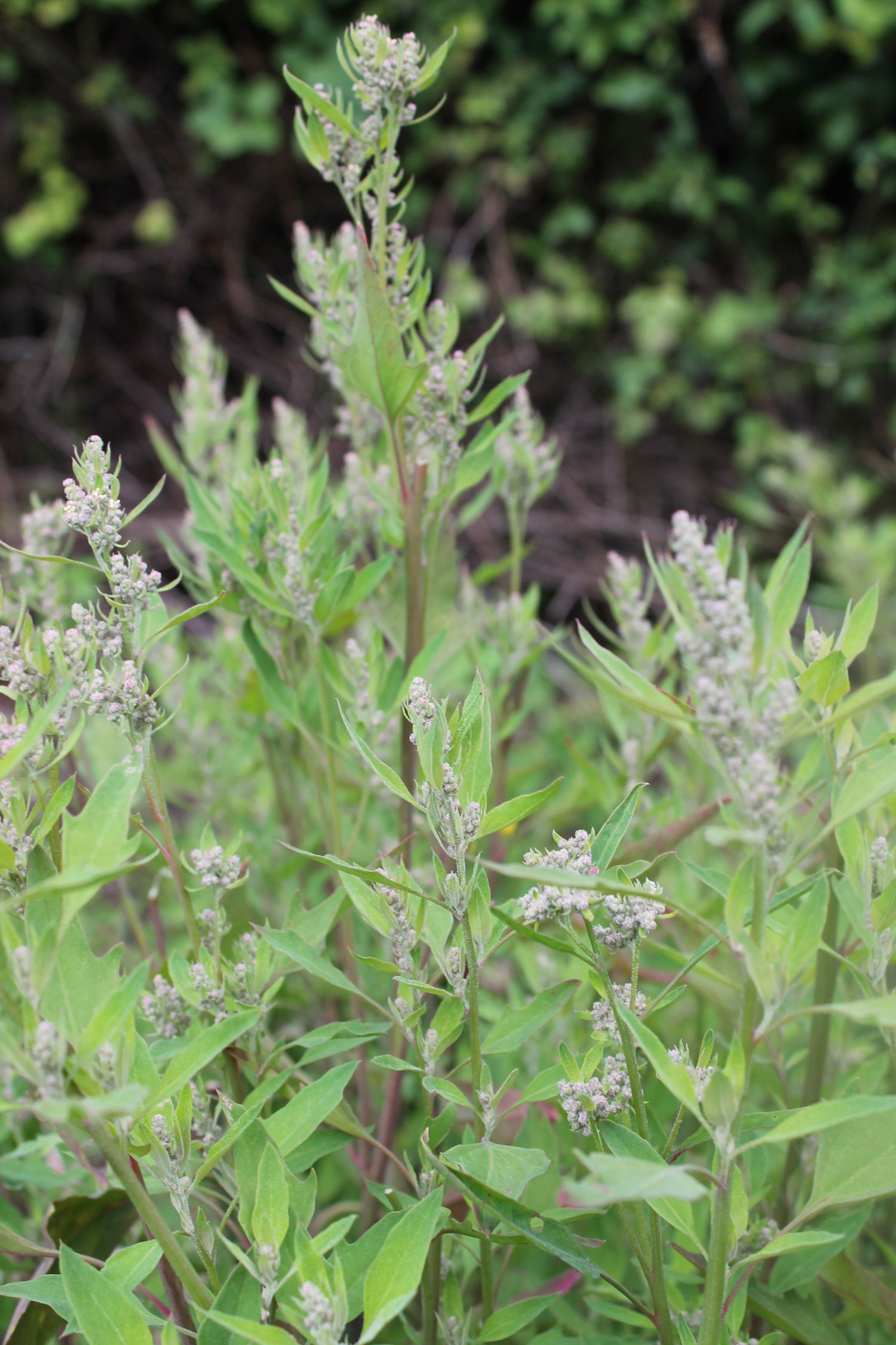 Huauzontle (Aztec Broccoli ) - Chenopodium berlandieri