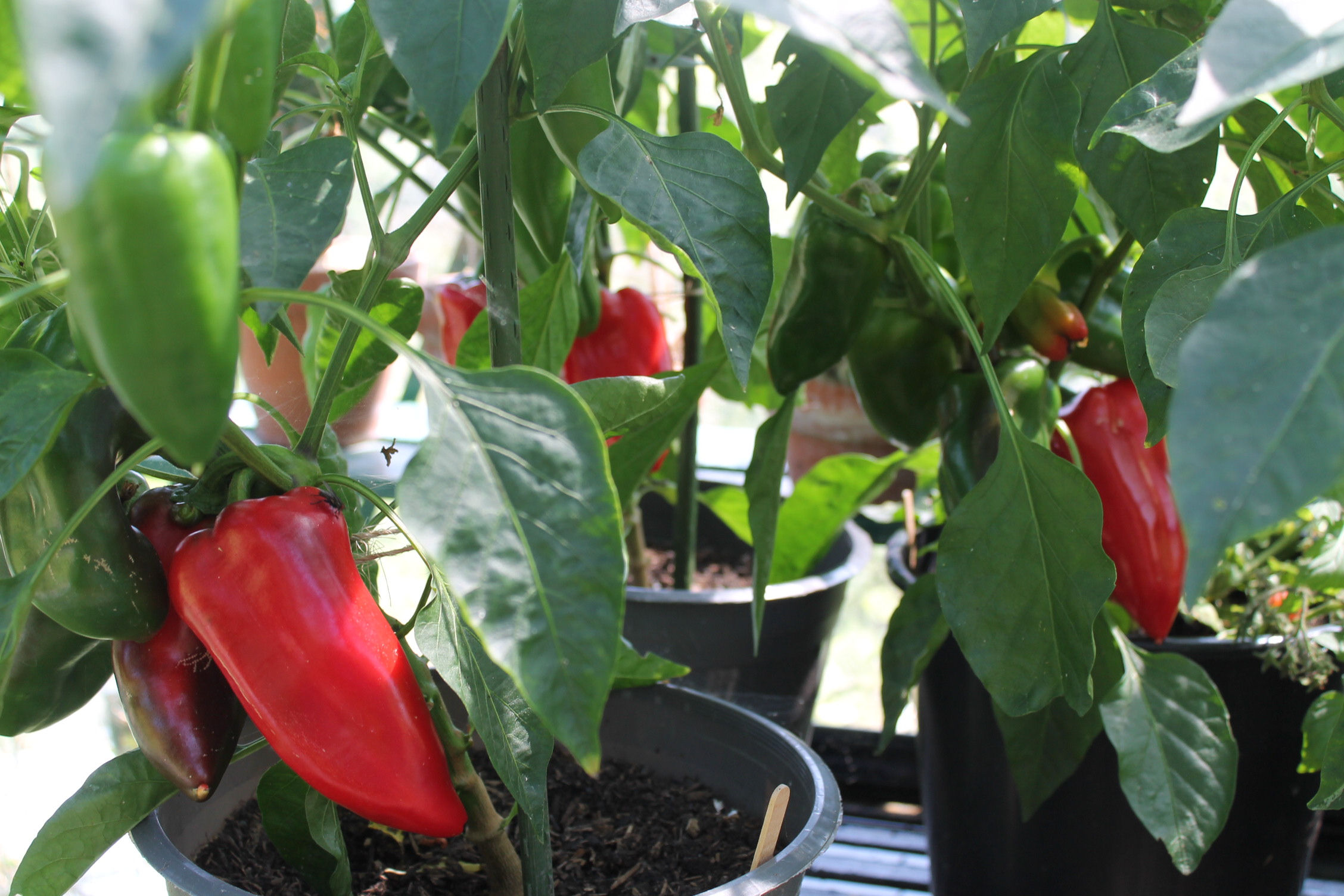 Nigel’s Outdoor Chilli - Capsicum Annuum