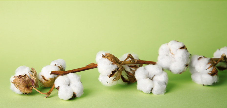 WHAT IS ORGANIC COTTON FABRIC?