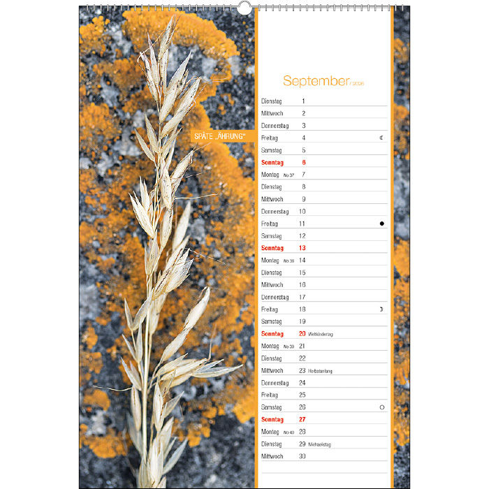 Miniaturbild: Entdeckungen 2026