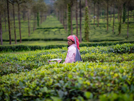 Kerala: Where Geography Becomes Culture