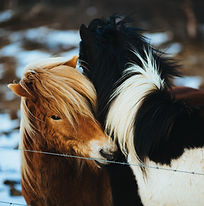 Los caballos islandeses