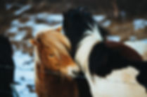 Chevaux islandais