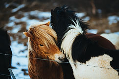 Chevaux islandais