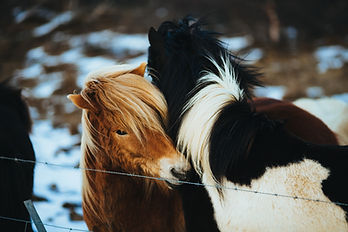 Chevaux islandais