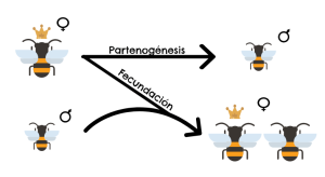 Partenogénesis