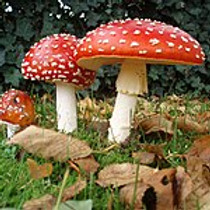 Amanita_muscaria_3_vliegenzwammen_op_rij.jpg