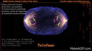 Mitosis_profase_prometafase_metafase_anafase_y_telofase (3)