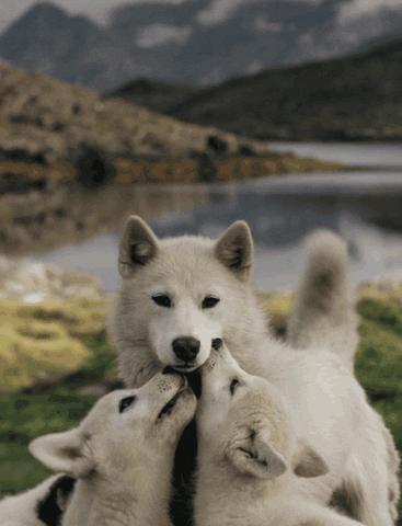 giphy (1).gif