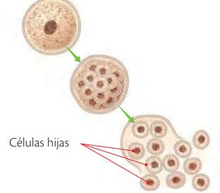 Esporulación