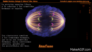 Mitosis_profase_prometafase_metafase_anafase_y_telofase (1)
