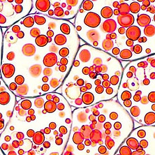 teoria-celular-microscopio-e1564451383798.jpg