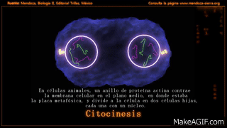 Mitosis_profase_prometafase_metafase_anafase_y_telofase (2)