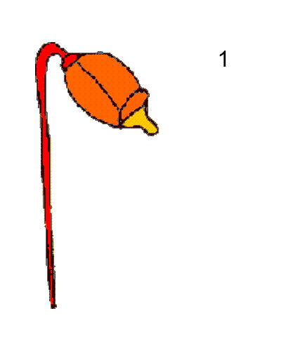 Reproducción vegetativa
