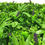 Thumbnail: LAVANDULA