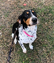 Gemma