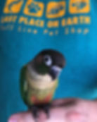 Conure
