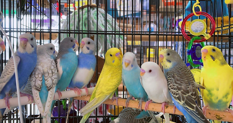 Parakeet