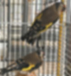 European Goldfinch