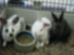 Mini-Rex Bunnies (4-5 lbs)