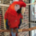 Scarlet Macaw - "Abe"