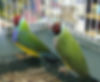 Lady Gouldain Finch