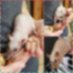 Hairless Rat