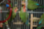 Peach Faced Lovebird