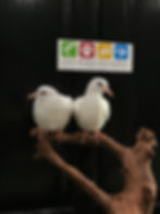 Ringneck Dove-White