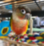 Pineapple Green Cheek Conure