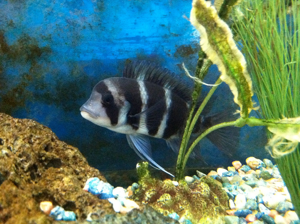 Frontosa