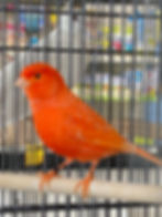Red Canary