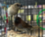 Society Finch