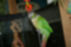 Green Cheek Conure