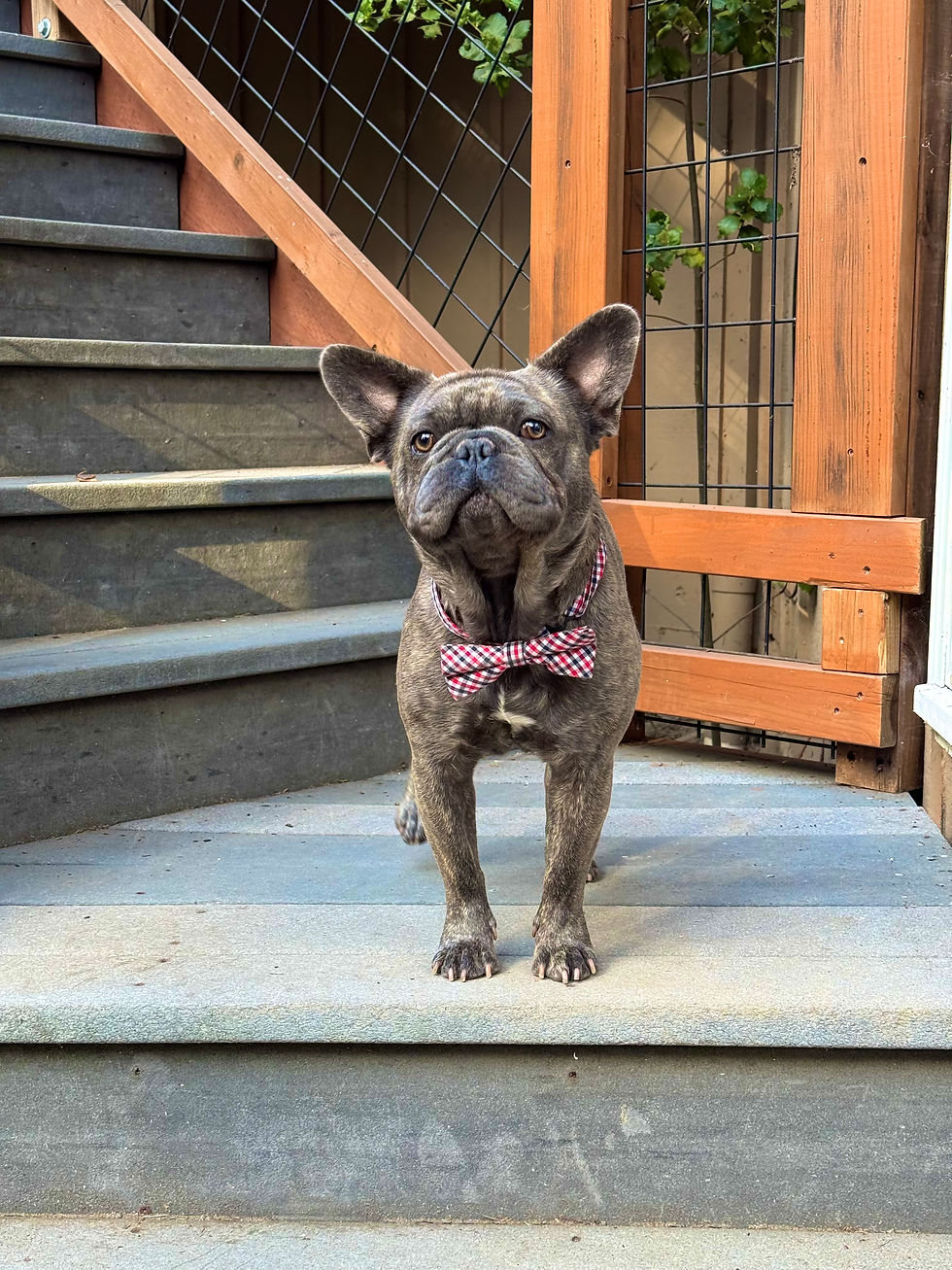 Mylo posing proudly on the steps in his stylish red checkered bow tie, 2025.