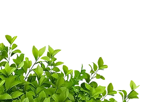 Landscaping Designers in Pied Region of North Carolina