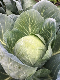 Cabbage