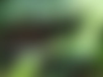 What’s New in Our Garden?