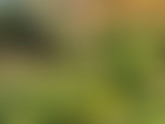 The Root of Involvement