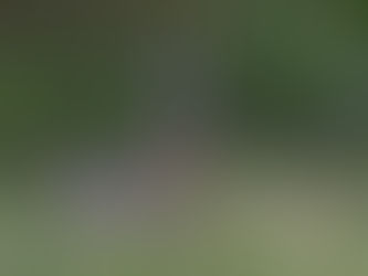The Big, Beautiful and Loud Sandhill Crane