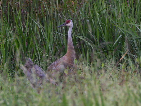 The Big, Beautiful and Loud Sandhill Crane