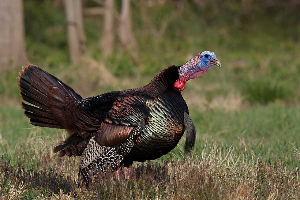 wild turkey
