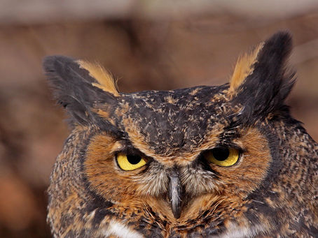 Great Horned Owls Are a Real Hoot