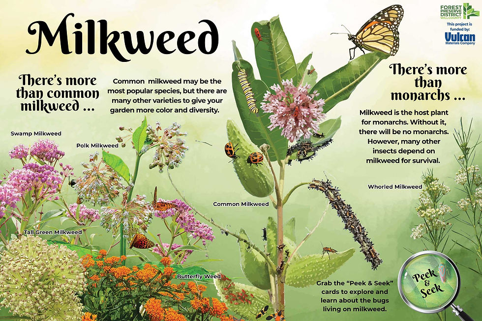 Milkweed varieties and insects are illustrated, with monarch butterflies and caterpillars. Text explains milkweed diversity and importance.
