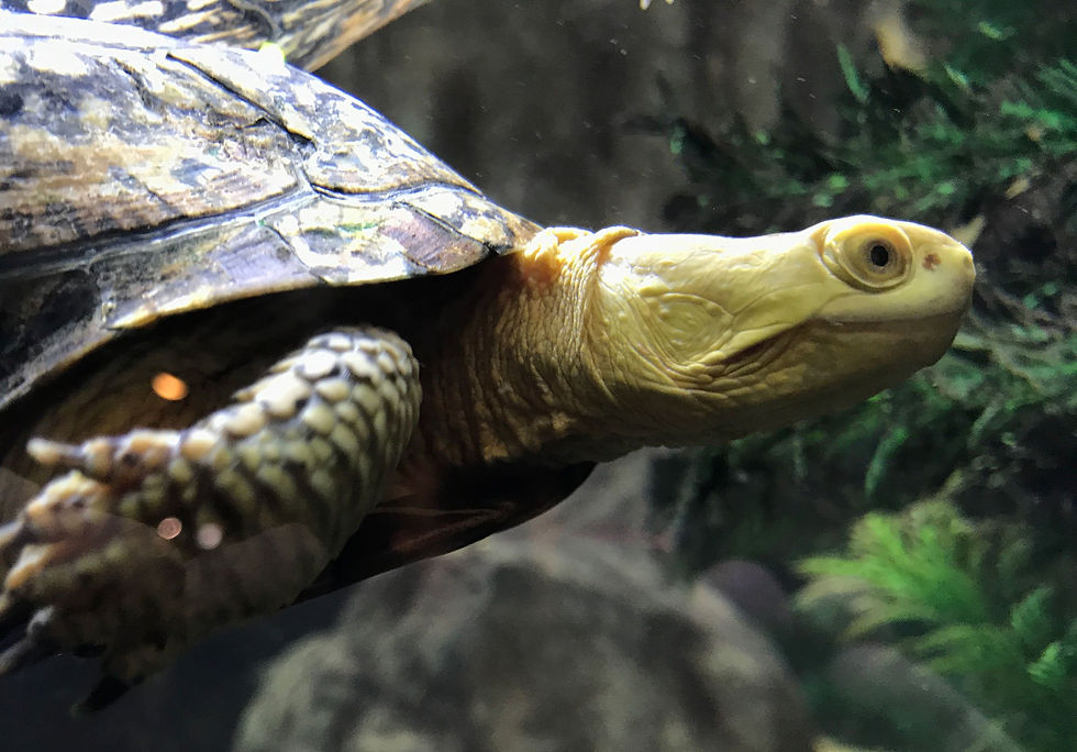 Turtle Time!