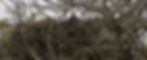 A bald eagle in a nest up high in a tree.