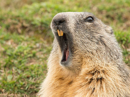 Groundhogs Go By Many Different Names