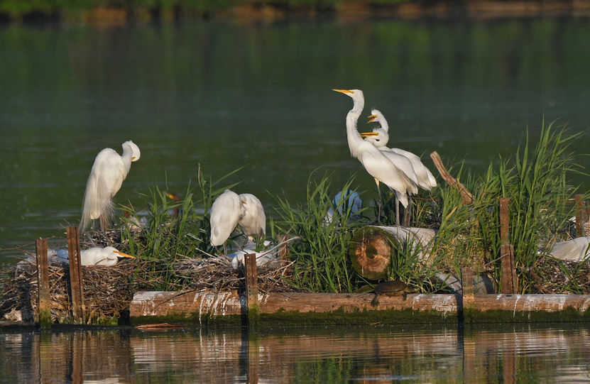 Great egrets congregate on an island in a lake.