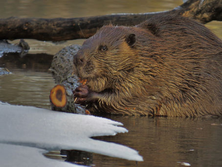 Beavers Are Big, Busy Rodents
