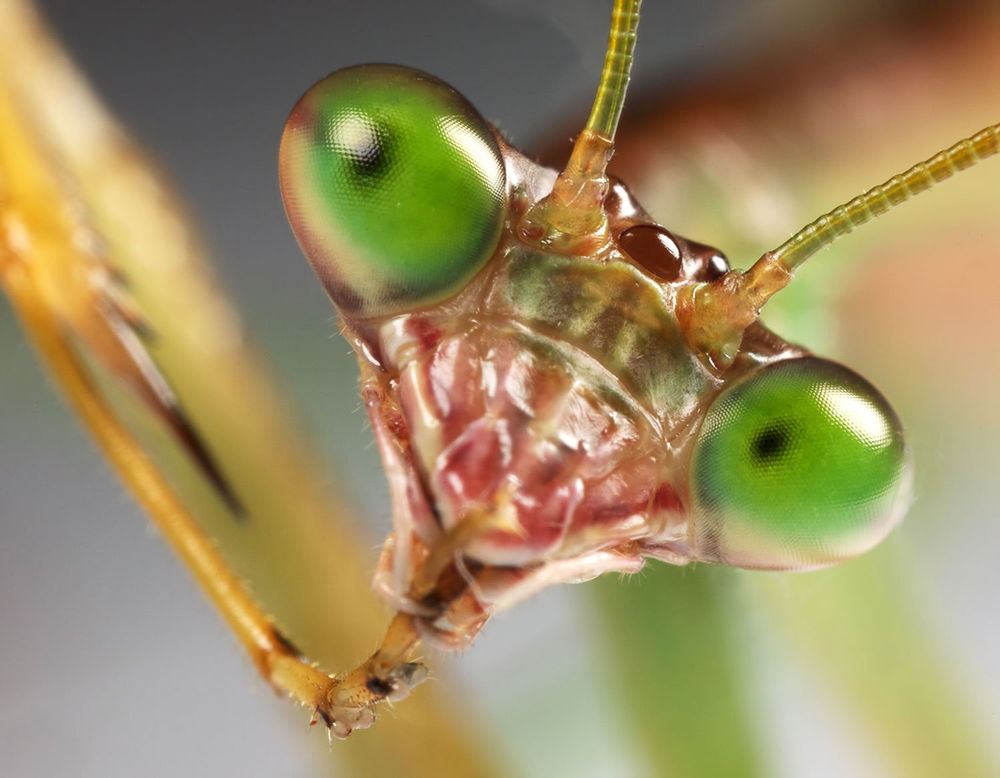 An UpClose Look at Praying Mantises
